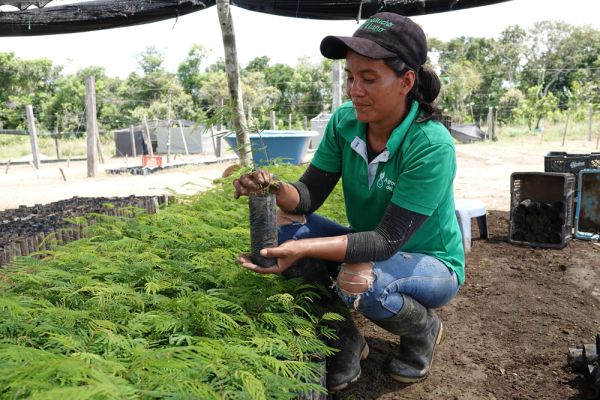 Aufforstungsprojekt Amazonas