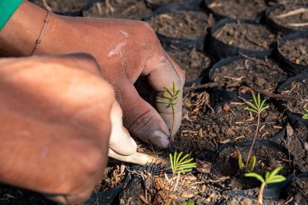 Beurer unterstützt ein Aufforstungsprojekt im Amazonas