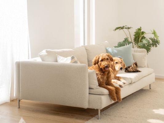 Zwei Hunde und eine Katze liegen auf einem Sofa. Daneben der Schriftzug "Love Your Pet by beurer"