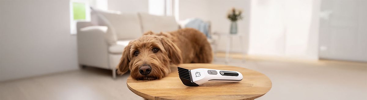 El perro apoya la cabeza en la mesa sobre la que se encuentra la cortadora de pelo PP 110 de Beurer