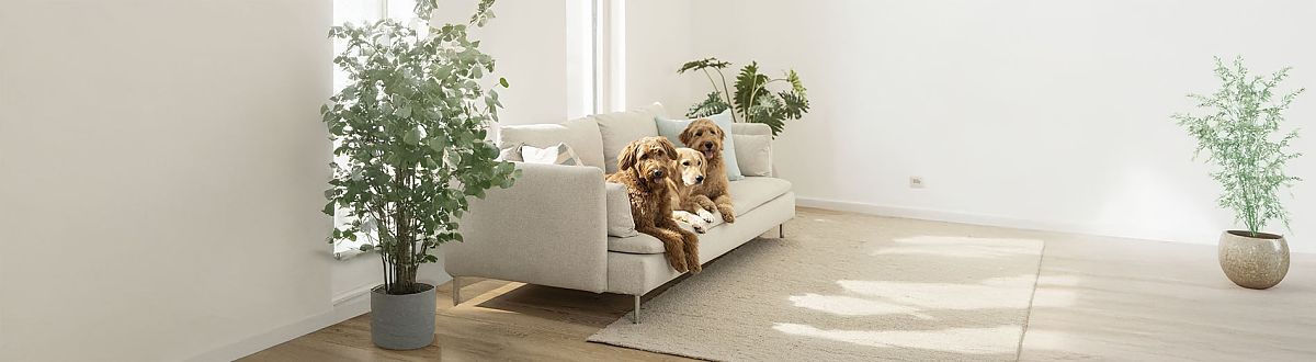 Tres perros sentados en el sofá del salón