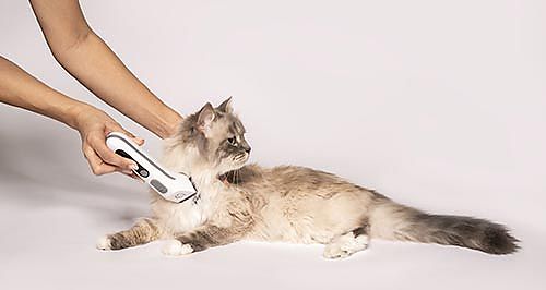 Se afeita al gato en el cuello con la cortadora de pelo PP 110 de Beurer
