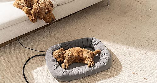 La cama térmica PP 250 de Beurer está en el suelo y un cachorro duerme en ella. 