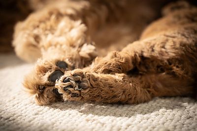 Primer plano de las patas de un perro de pelo marrón