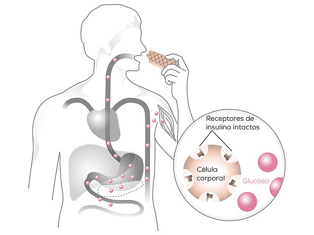 principio-del-bloqueo-de-teclas-del-azúcar-en-sangre