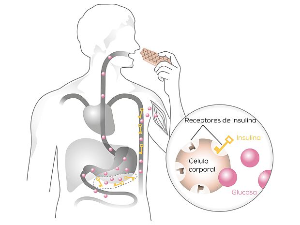 principio-de-bloqueo-de-los-receptores-intactos