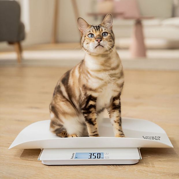 Gato de pie en el PP 170 escalas de mascotas y mira hacia la cámara con interés