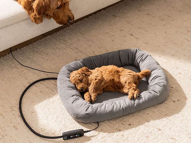 Pequeño cachorro de pelo marrón tumbado en la cama calefactada PP 250 de Beurer, otro perro mira con interés