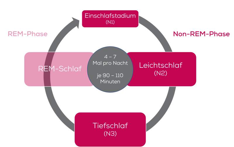 Diagramm zeigt Schlafzyklus von 90-110 Minuten, der 4-7 Mal pro Nacht wiederholt wird, unterteilt in REM- und Non-REM-Phasen
