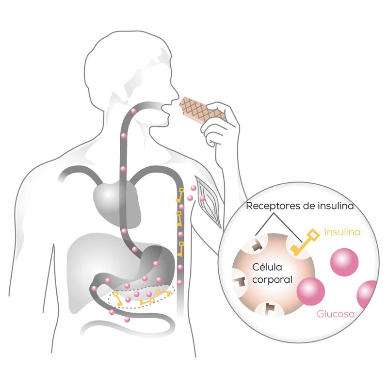 Ilustración de Beurer sobre el principio de la llave de la glucosa en sangre cuerpo sano