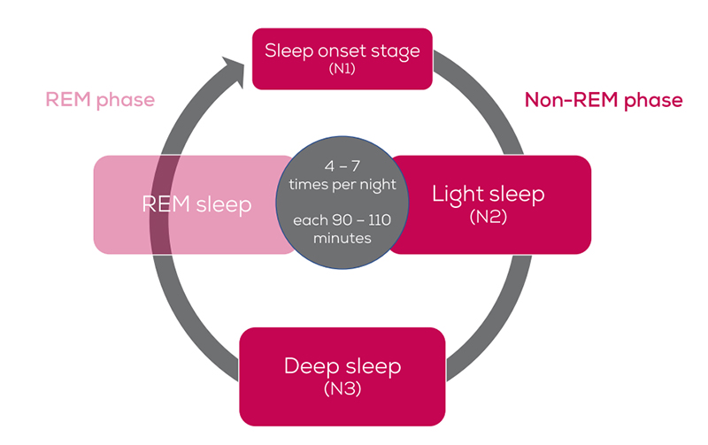 Diagram showing a sleep cycle of 90-110 minutes, repeated 4-7 times per night, divided into REM and non-REM phases