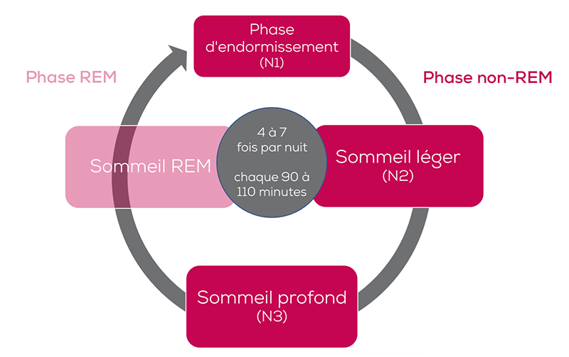 Diagramme montrant un cycle de sommeil de 90 à 110 minutes, répété 4 à 7 fois par nuit, divisé en phases REM et non-REM
