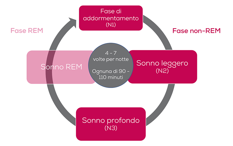 Diagramma mostra ciclo del sonno di 90-110 minuti, ripetuto 4-7 volte a notte, suddiviso in fasi REM e Non-REM