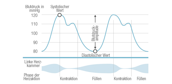 Zyklus Blutkreislauf